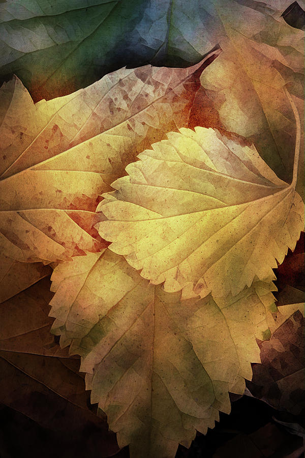 Deep Autumn Leaves Digital Art by Terry Davis