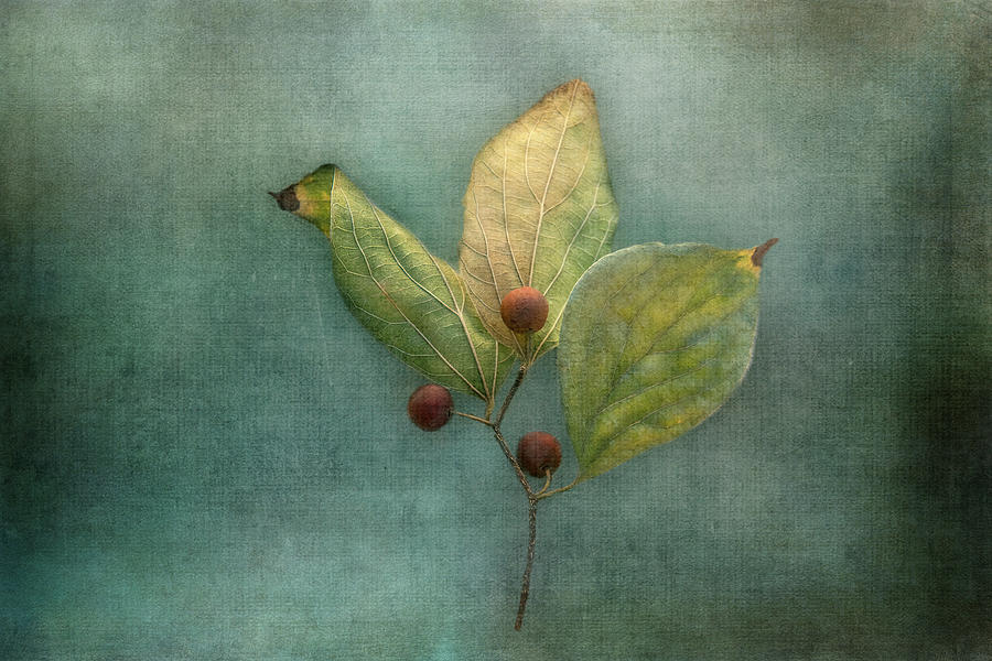 Deep Blue Autumn Digital Art by Terry Davis