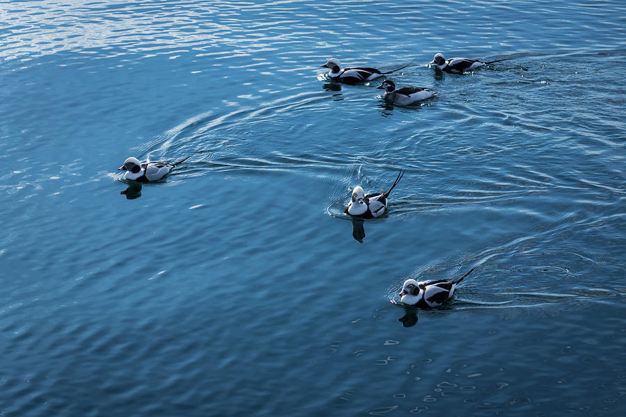 Deep Blue Pursuit - Long Tailed Ducks on Silky Water Photograph by Georgia Mizuleva