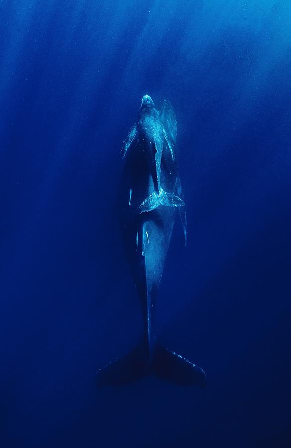 Deep Blue Sea Photograph by Serge Melesan