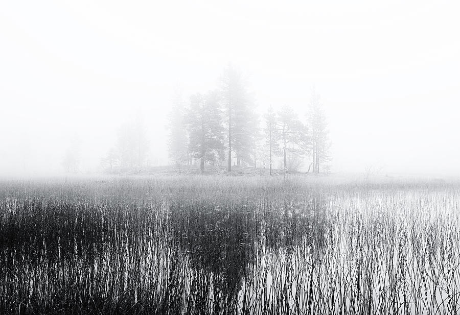 Tree Photograph - Deep Bog by Julien Oncete