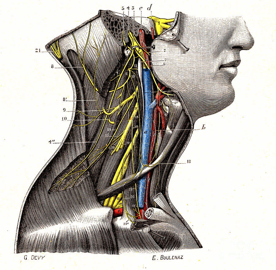 Deep Cervical Plexus Photograph by Collection Abecasis/science Photo ...