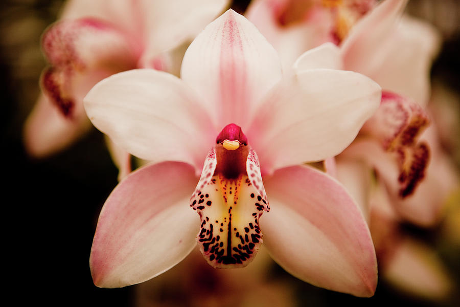Orchid Photograph - Deep Cut Orchid by Dan Pfeffer