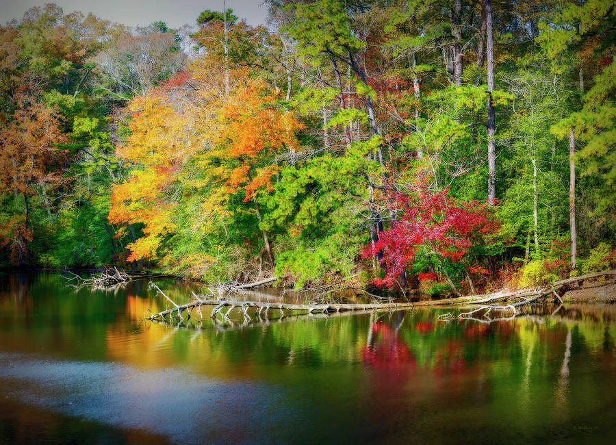 Deep Forest Photograph by Brian Wallace - Fine Art America