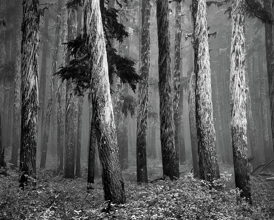 Deep Forest Photograph by Leland D Howard