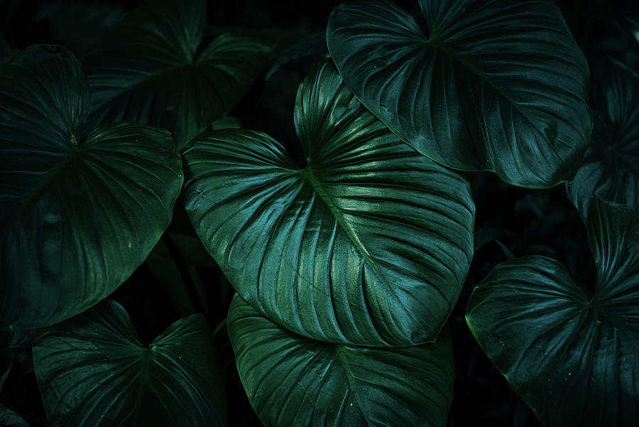 Deep Green Tropical Lush Leaves Dark Tone Background Photograph by Cavan  Images - Pixels