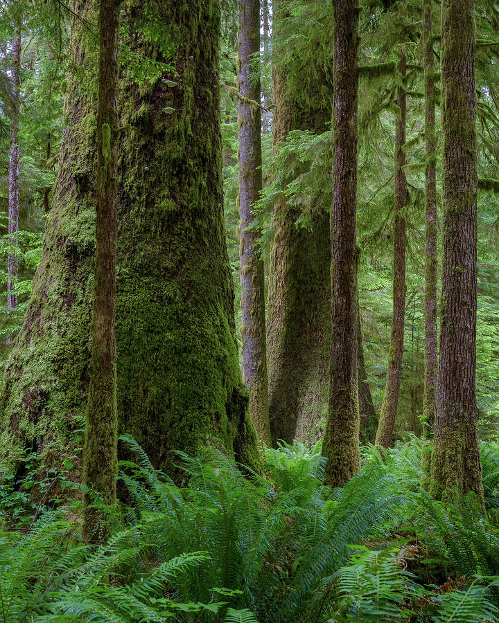 Deep in an old growth forest Photograph by Murray Rudd