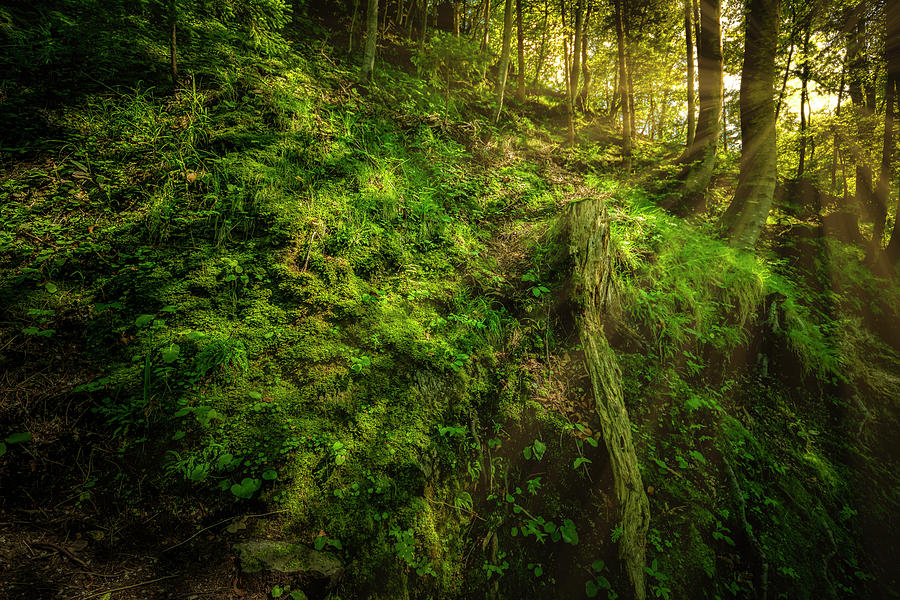 Deep in the Forests of Bavaria Photograph by David Morefield