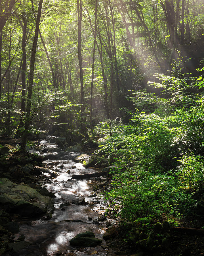 Deep In The Forrest - Sun Rays by Mike Koenig Deep In The Forrest - Sun Rays by Mike Koenig