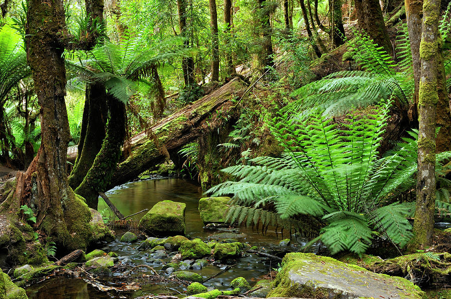 Deep In The Rainforest With Ferns And Photograph by Keiichihiki