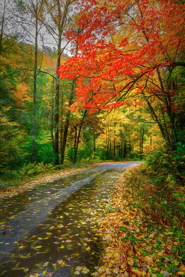 Deep into Autumn Painting Photograph by Debra and Dave Vanderlaan