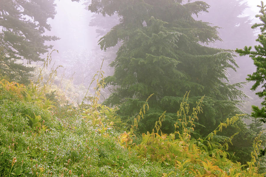 Deep Mysterious Forest Through Fog And Smoke Photograph By Taya Johnston