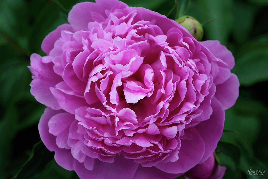 Deep Pink Peony Photograph by Anna Louise