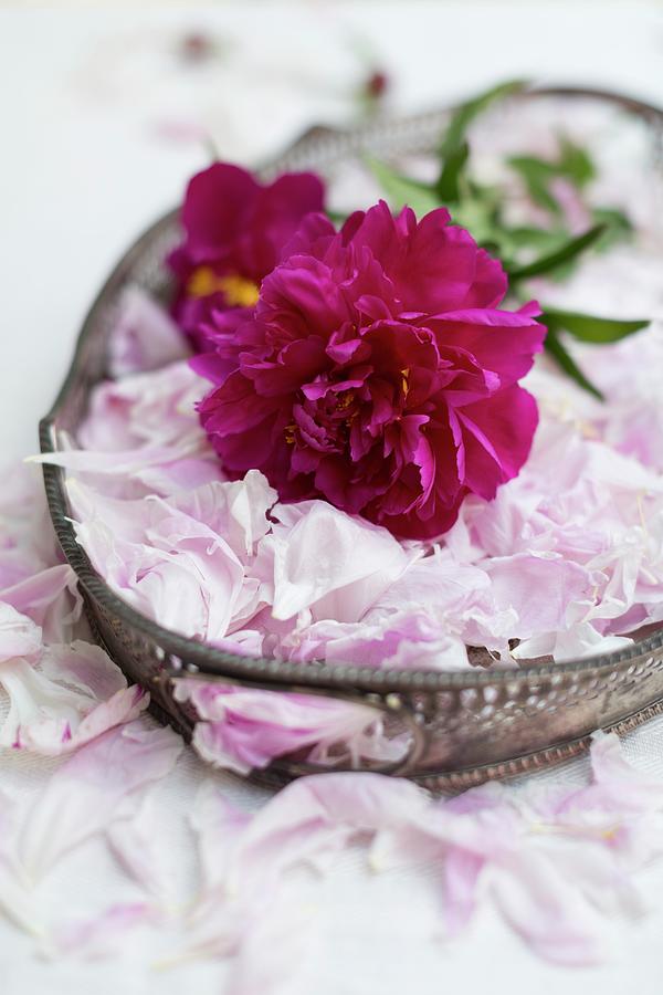 Deep Pink Peony & Loose, Pale Pink Petals On Art Nouveau Tray Photograph by Sabine Lscher
