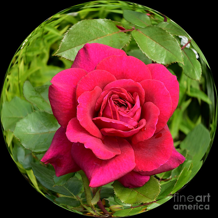 Deep Pink Tea Rose Photograph by Yvonne Johnstone