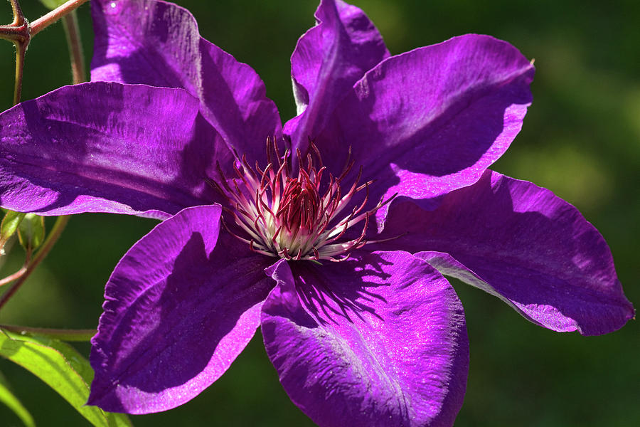 Deep Purple Clematis Blossom Macro Photograph by Kathy Clark