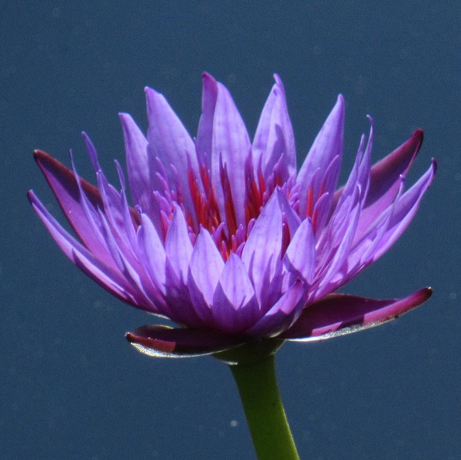 Deep Purple Lily Photograph By Monica Donaldson Stewart Fine Art America