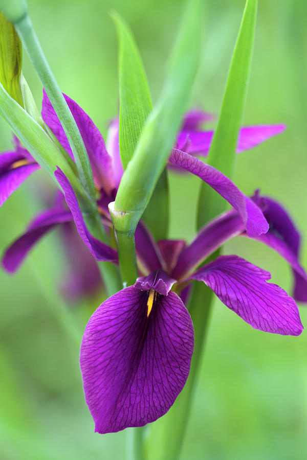 Louisiana State Wildflower