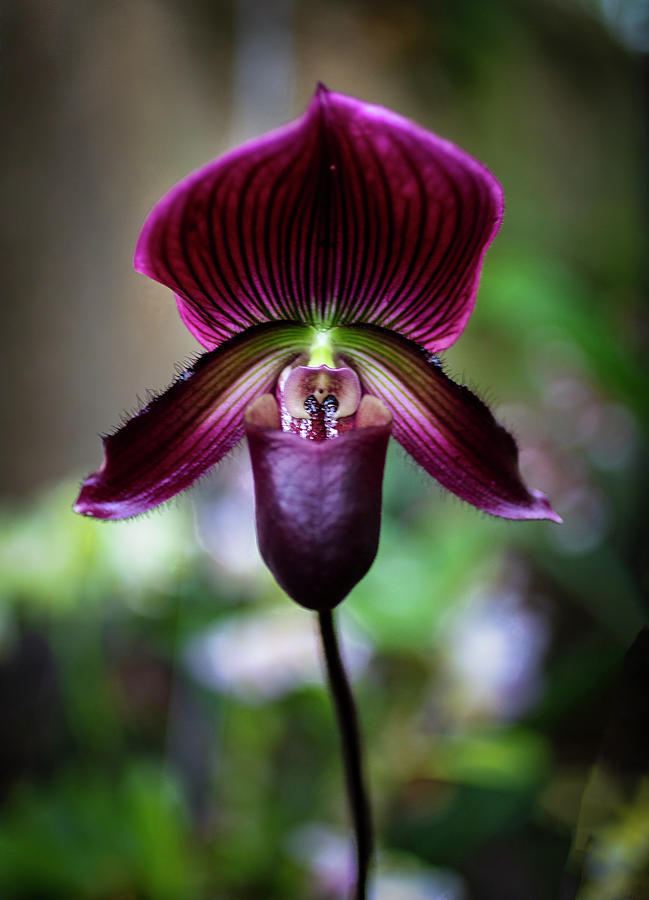 Deep Purple Orchid Photograph