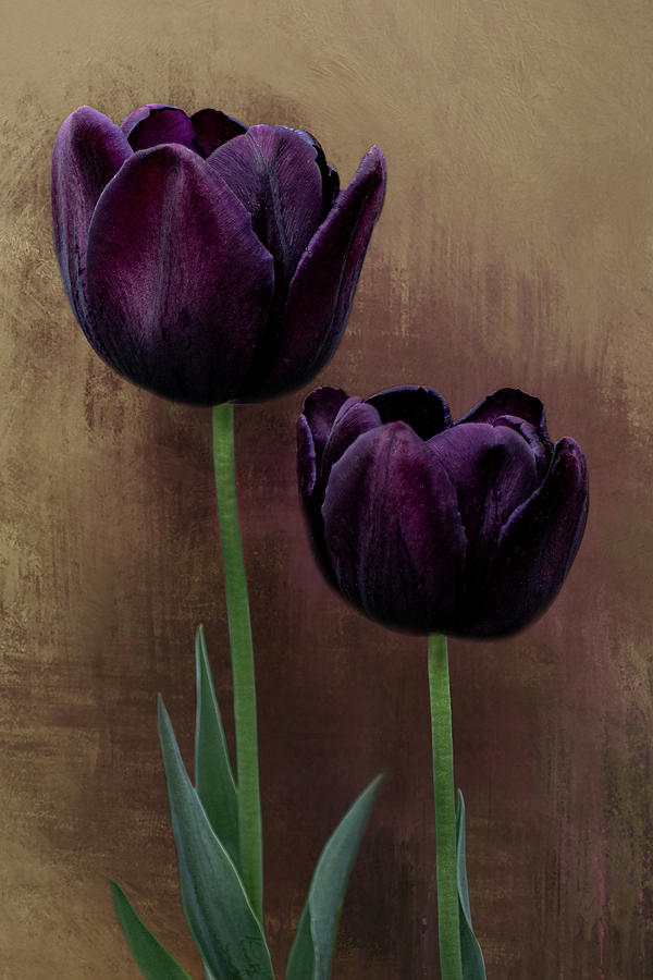 Deep Purple Tulip 3 Photograph by Isabela and Skender Cocoli