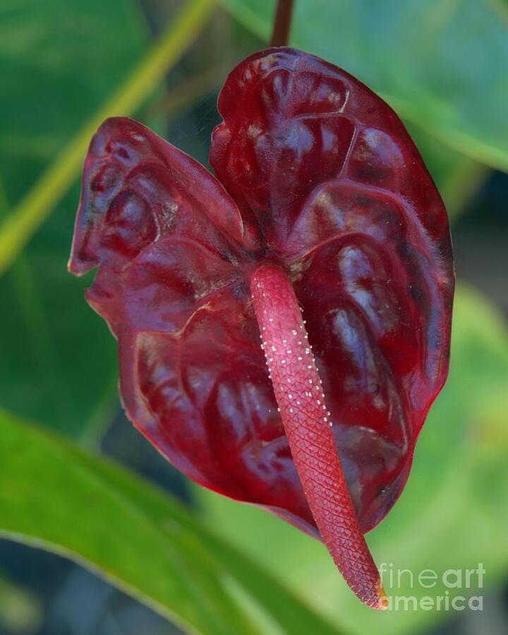 Deep Red Anthurium Photograph by Patricia Strand