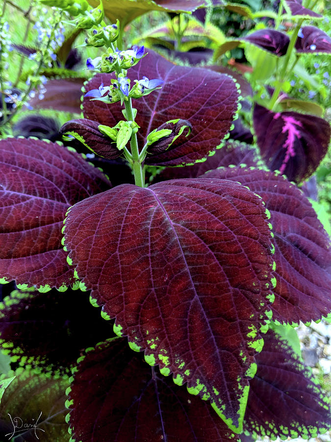 Deep red Coleus Plant Photograph by Danielle - Pixels