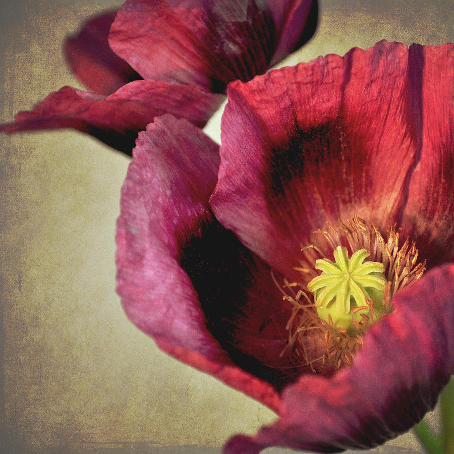 Deep Red Poppy Photograph by Photo - Lyn Randle