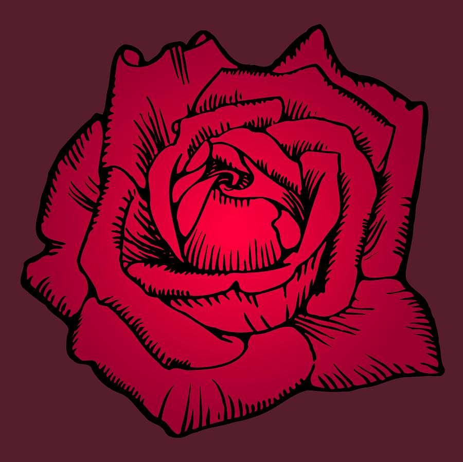 Deep Red Rose, Extra Large, Super-Smooth, Super-Sharp Drawing by Kathy Anselmo