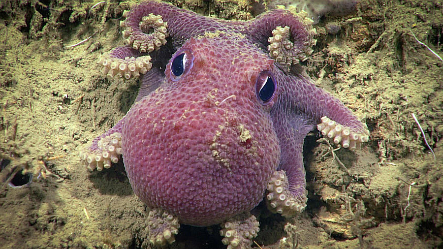Deep Sea Octopus Bathypolypus Bairdii Photograph by Science Source