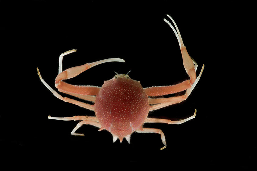 Deep Sea Spiny Crab Paralomis Hystrix Photograph by Dante Fenolio