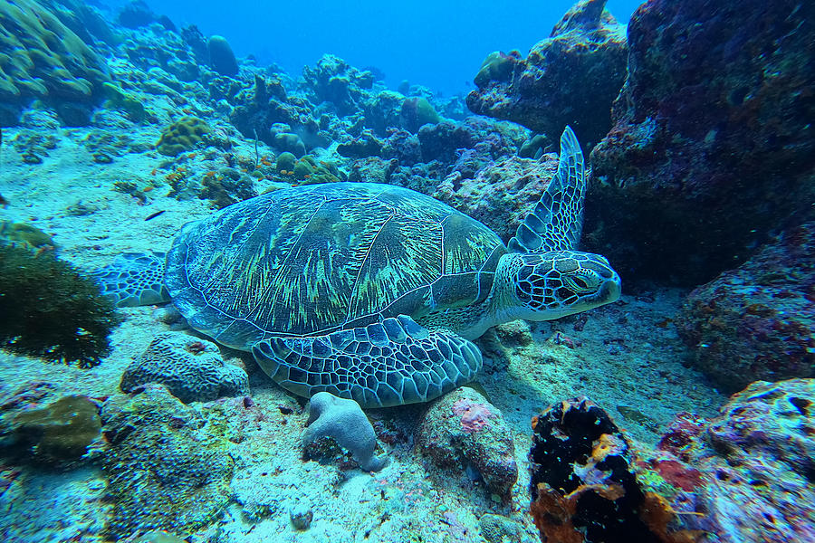 Deep Sea Turtle Photograph by Peter Balantic - Pixels