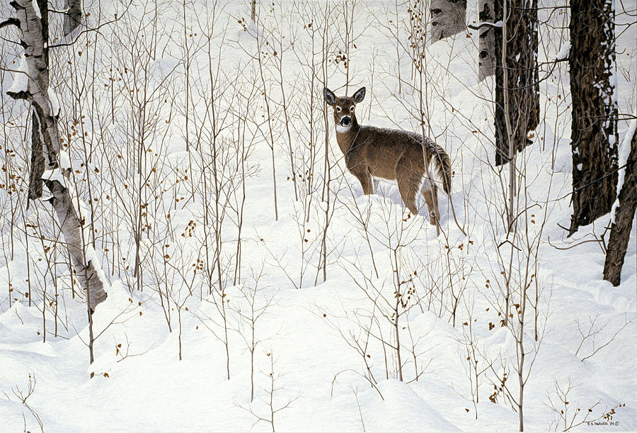 Winter Painting - Deep Snow- Whitetail by Ron Parker