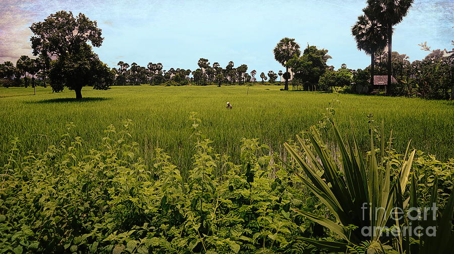Deep Tones Rice Fields Cambodia  Photograph by Chuck Kuhn