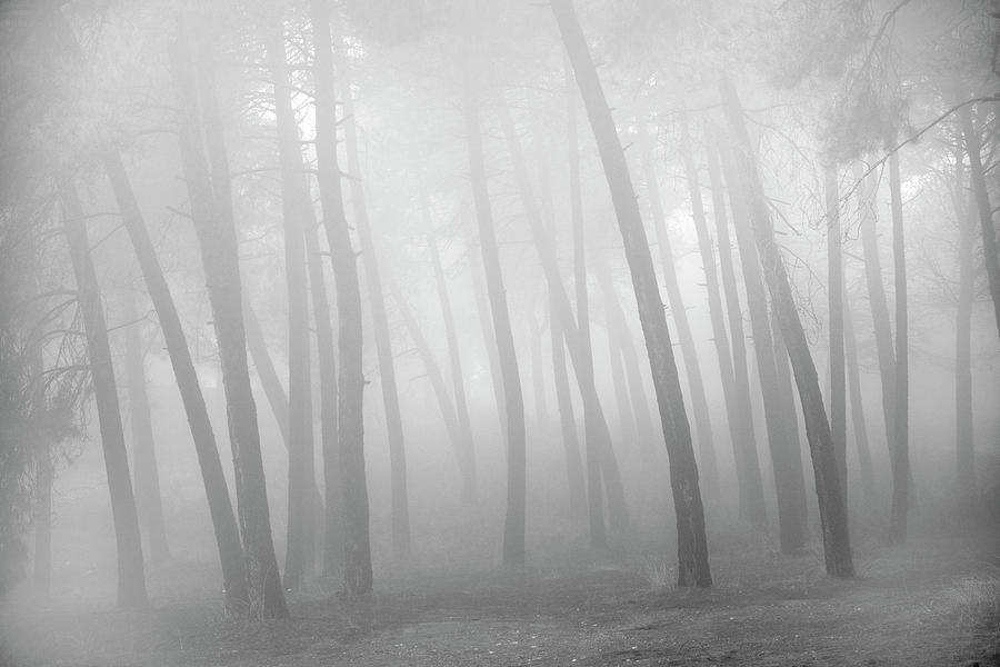 Deep White Fog Misty Forest Bw Photograph By Guido Montanes Castillo