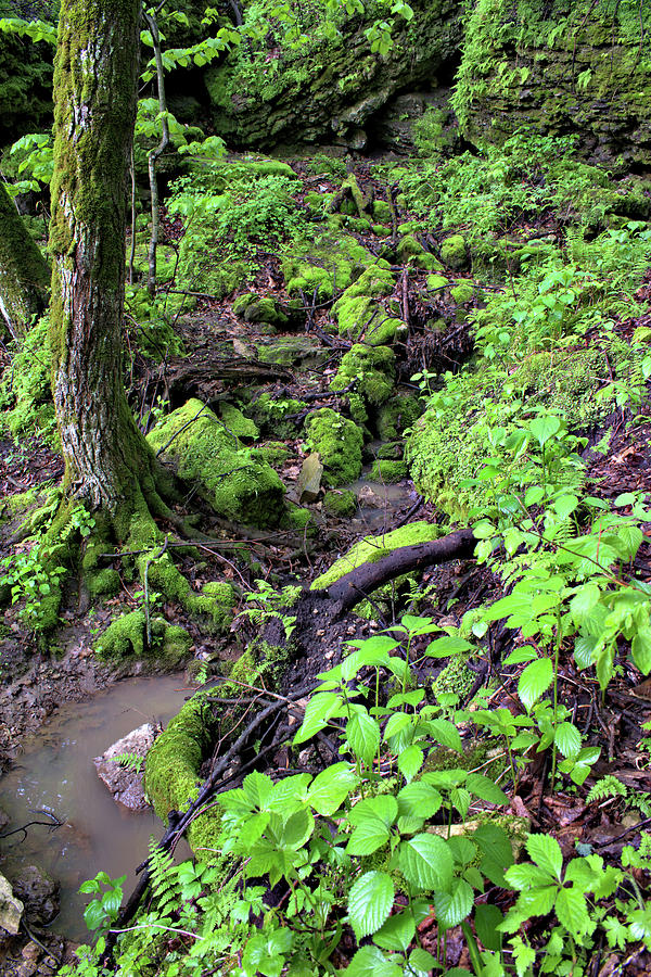 Deep Woods Photograph by Bonfire Photography - Fine Art America