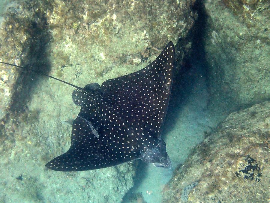 Deep Sea Spotted Eagle Ray Photograph by Annette Kirchgessner - Fine ...