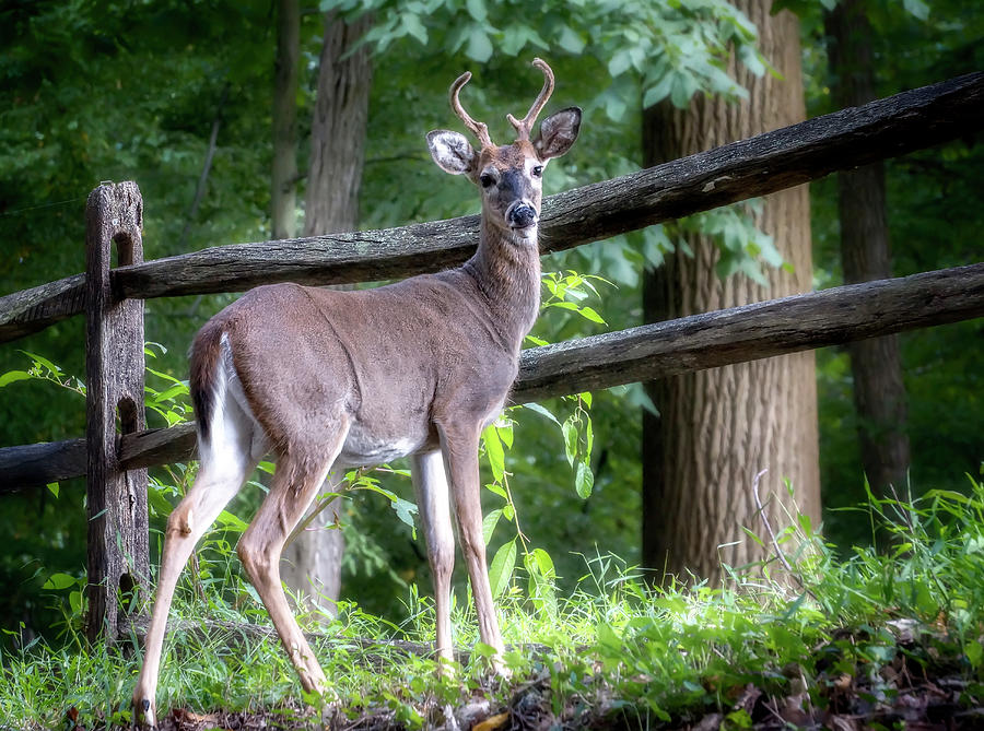 Deer 1 Photograph by Darlene Kwiatkowski