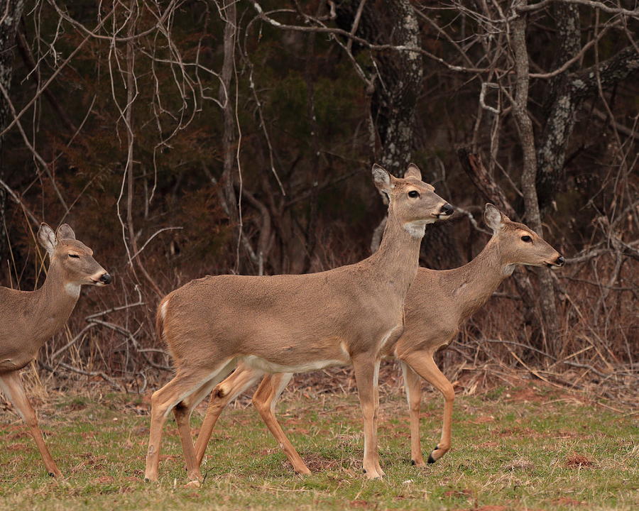 Deer 5412 Photograph by John Moyer