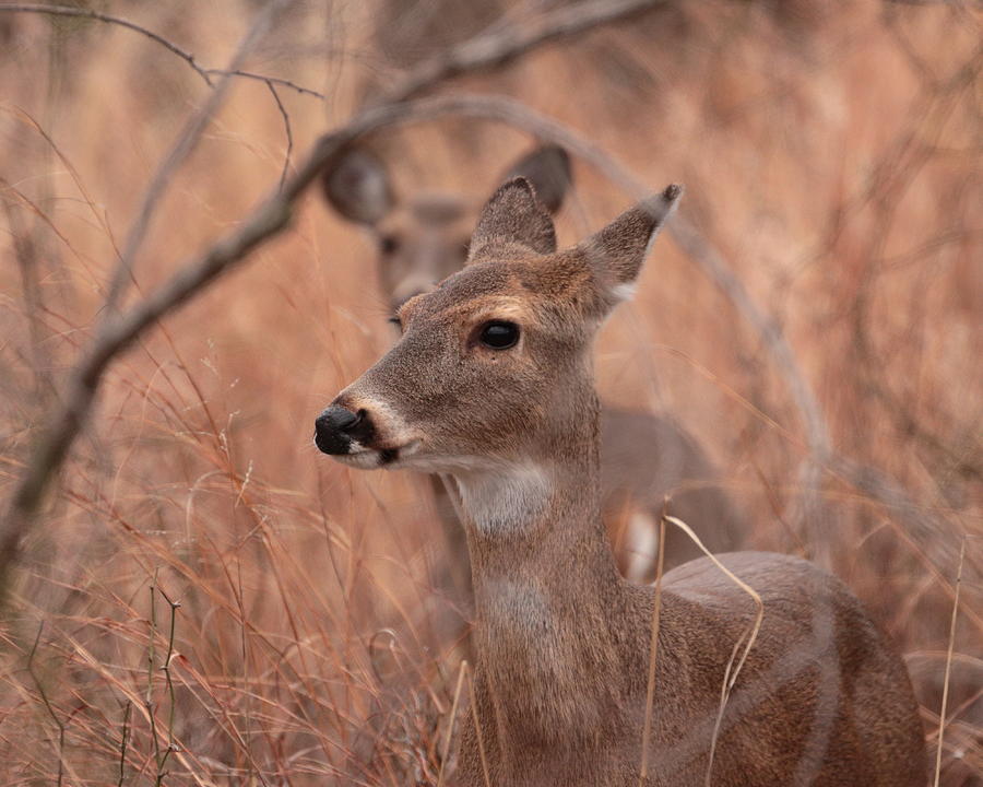 Deer 5753 Photograph by John Moyer