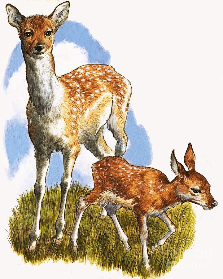 Deer And Foal Painting by English School