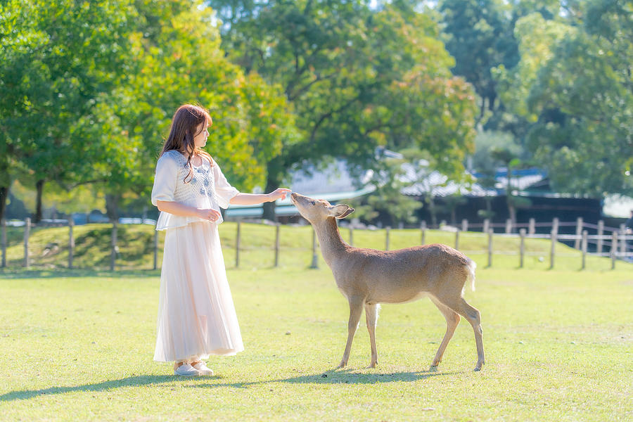 Deer And Girl Photograph By Takashi Morimoto - Fine Art America