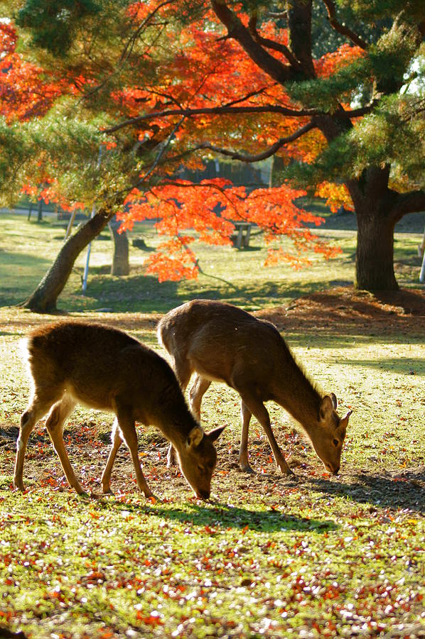 Deer And Red Leaves Photograph by Takeshi Ohtsuka