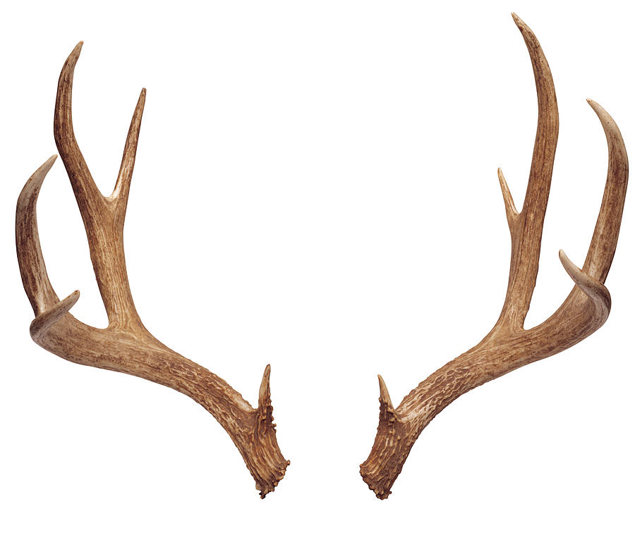 deer-antlers