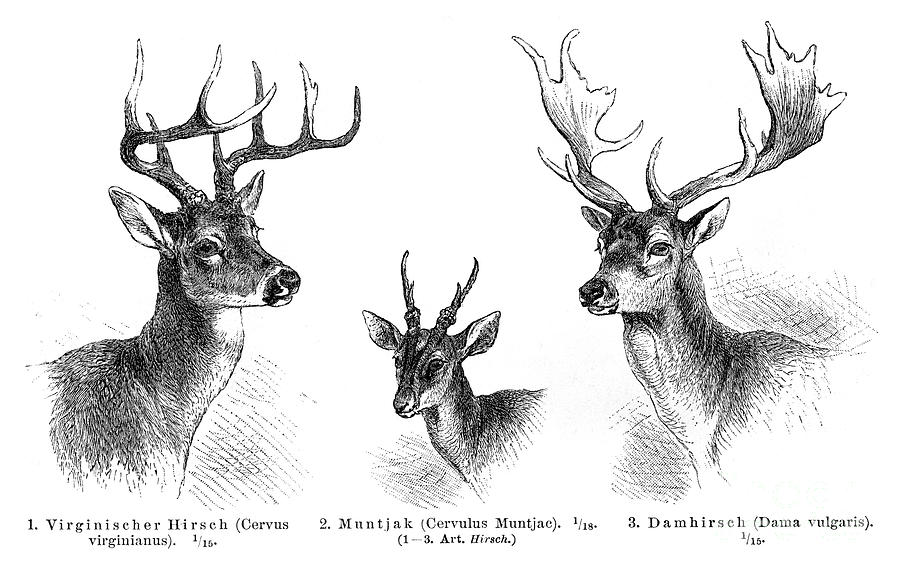 Deer Antlers Engraving 1896 Digital Art by Thepalmer