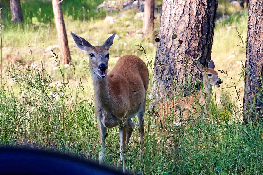 Deer at Custer State Park South Dakota  Photograph by Susan Jensen