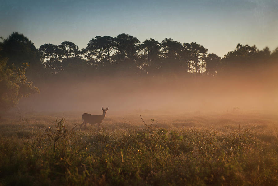 Animal Photograph - Deer At Daybreak by Wiff Harmer