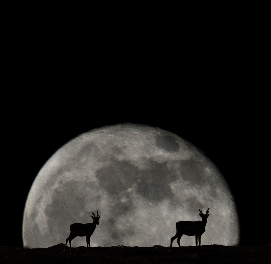 Deer At Night Photograph by Kim Van Dijk Photography