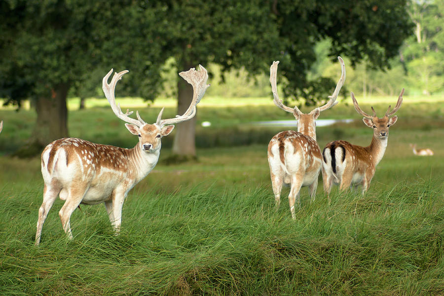Deer At Powderham Park, Devon Photograph by Moorefam