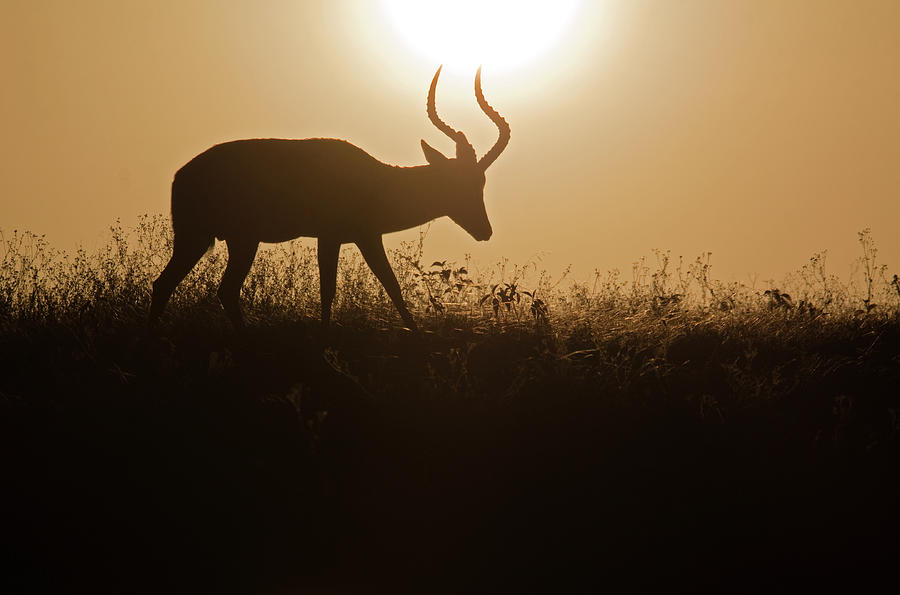 Deer At Sunrise Photograph by Wldavies