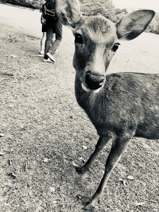 Deer Photograph - Deer by Batabatabat Batayan